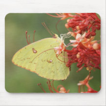 Cloudless Sulphur Butterfly Mouse Mats