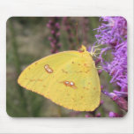 Cloudless Sulphur Butterfly mousepads
