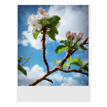 Clouds and Blossoms Postcard