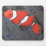 Clown Fish Mousepad