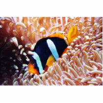 Clown Fish Tropical Fish Photo Cut Out