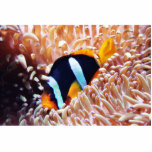 Clown Fish Tropical Fish photo sculptures