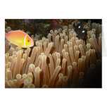 CLown in Golden Anemonie cards