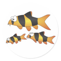 Clown loach family