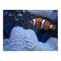 Clownfish posters
