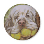 Clumber Spaniel magnets