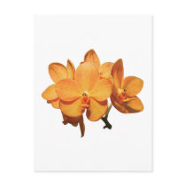 Cluster of Orange Orchids Postcards