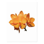 Cluster of Orange Orchids Postcards