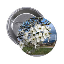 Cluster of Pear Tree flowers blossoming on a sunny Pinback Button
