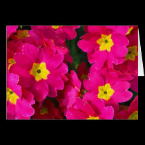 Cluster of Pink cards