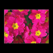 Cluster of Pink postcards