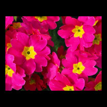 Cluster of Pink posters
