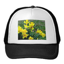 Cluster of Yellow Daffodils blossoming in green ba Hat
