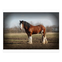 clydesdale black border postcards