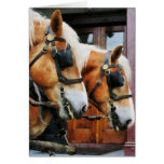 Clydesdale Closeup Card