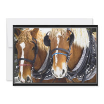 Clydesdale Draught   Horse Invitation