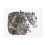 Clydesdale Draught   Horse Team postcards