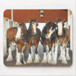 Clydesdale Draught   Horses in the Barn mousepads