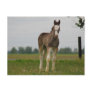 clydesdale filly post card