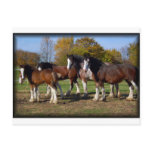 clydesdale group