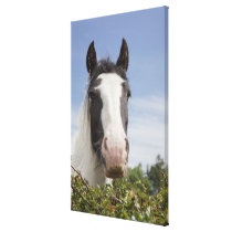 Clydesdale horse portrait canvas prints