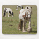 Clydesdale horses in a field, Northumberland, Mouse Pad