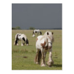 Clydesdale horses in a field, Northumberland, Postcard