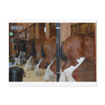 Clydesdale horses post cards