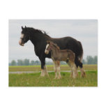 clydesdale mare and filly post cards