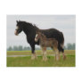clydesdale mare and filly post cards