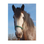 clydesdale mare
