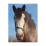 clydesdale mare post cards