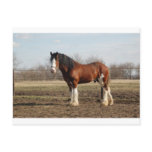 clydesdale postcard