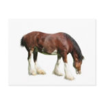 clydesdale post cards