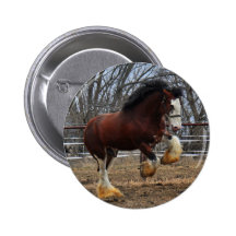 Clydesdale stud colt running button