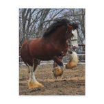 Clydesdale stud colt running