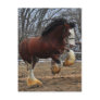 Clydesdale stud colt running postcard