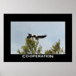 CO-OPERATION Bald Eagles Photo Poster posters