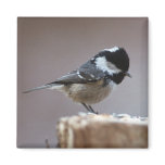 Coal Tit magnet