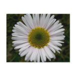 Coastal Fleabane Blossom postcards
