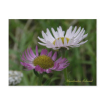 Coastal Fleabane, Unalaska Island Post Cards