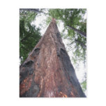 Coastal Redwood - Big Sur, California Post Cards