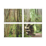 Coastal Redwood Trees Canvas Prints Forests canvas prints