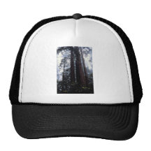 Coastal Redwoods, Lady Bird Johnson Grove, Califor Trucker Hat