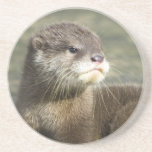 Coaster - Cute Baby Otter