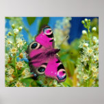 Coat of Many Colours posters