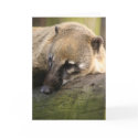 Coati Closeup Card