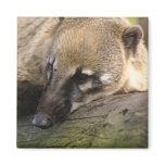 Coati Closeup Magnet