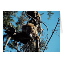 Coatimundi, mother and young in tree greeting cards