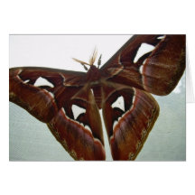Cobra Moth Greeting Cards